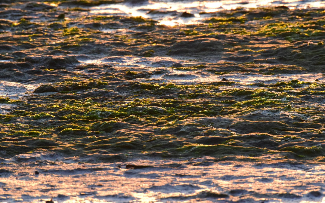 Algues sur la plage au coucher du soleil