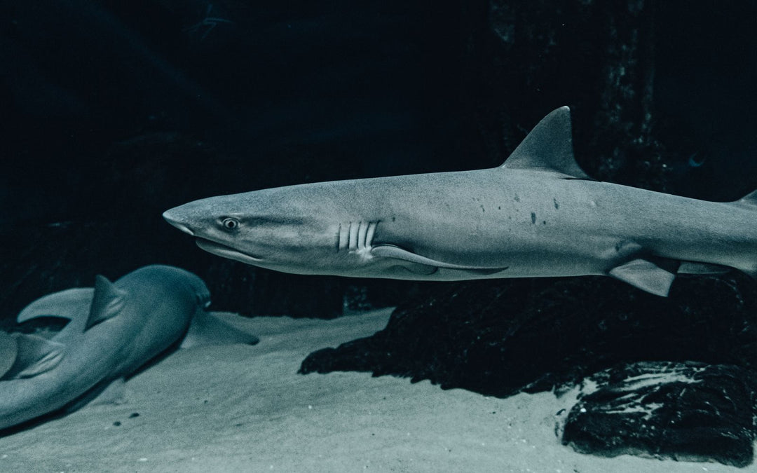 Requins sous l'eau