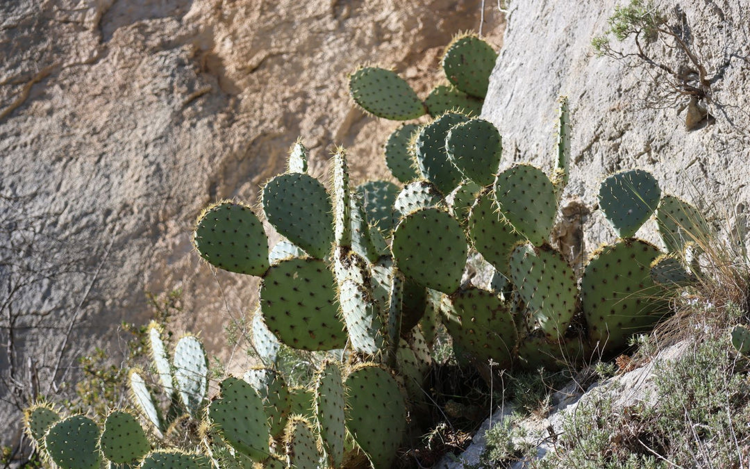 Figuier de Barbarie (nopal) en plein soleil