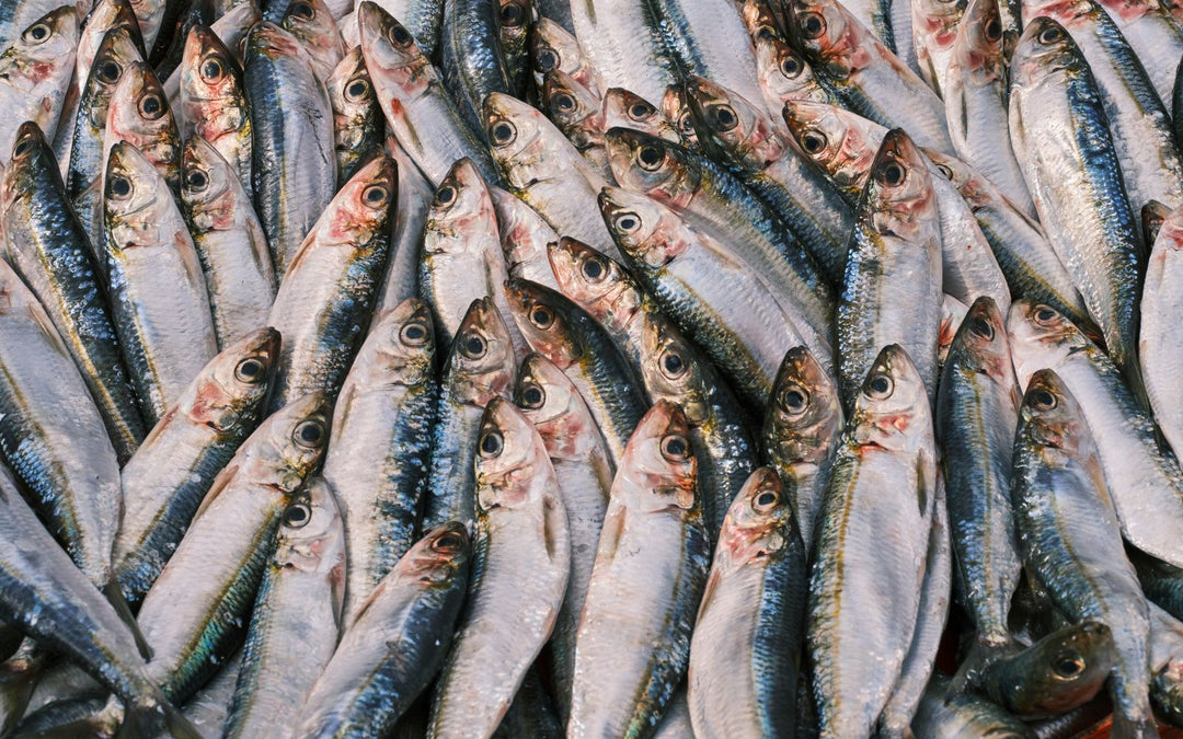 Sardines fraîches au marché