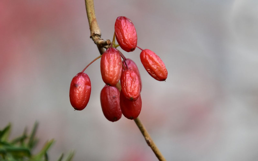 Baies d'épine-vinette rouges sur une branche