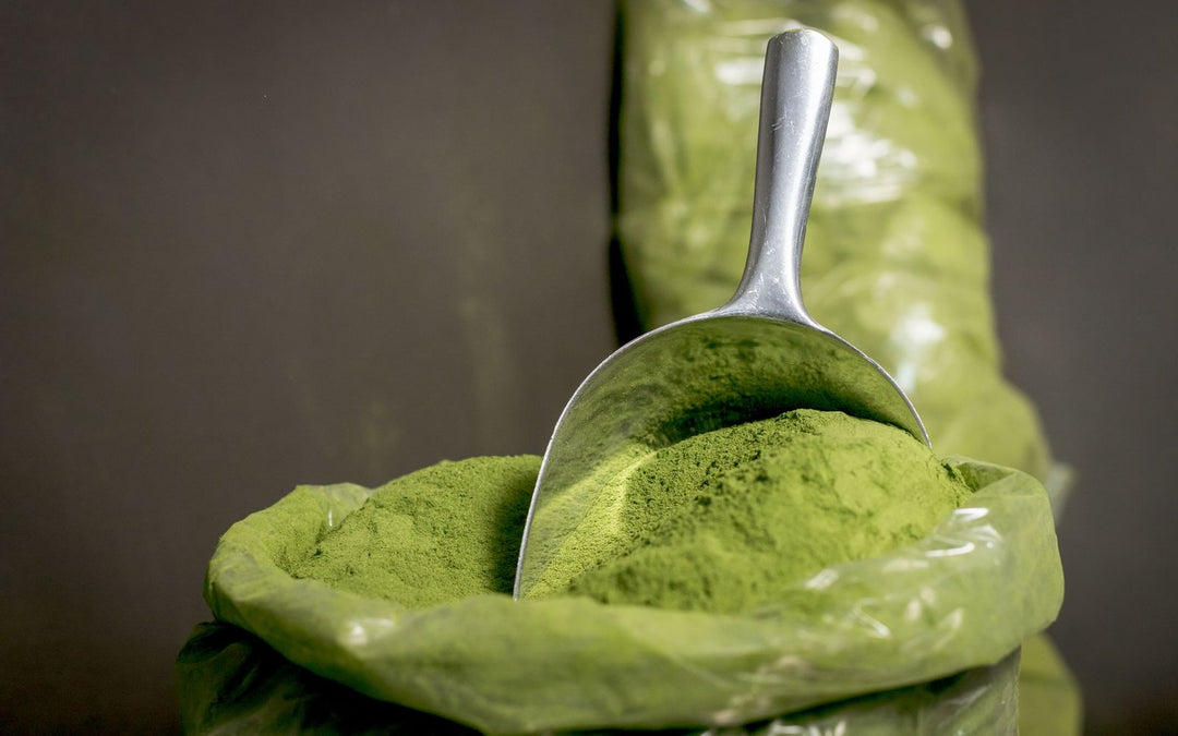 Poudre de moringa dans une cuillère doseuse