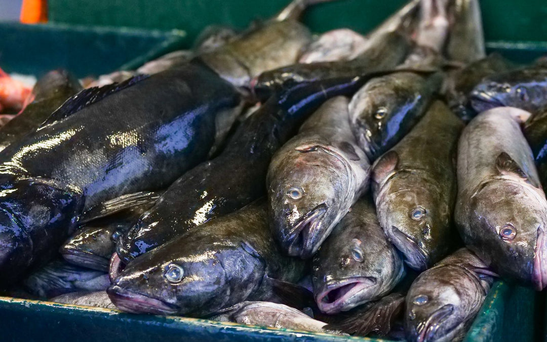 Poissons frais au marché